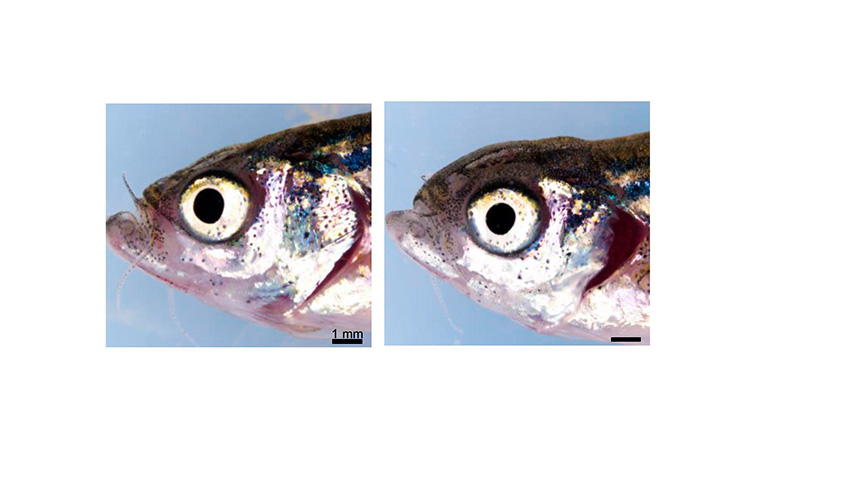 Gen nuevo enfermedades genéticas oculare